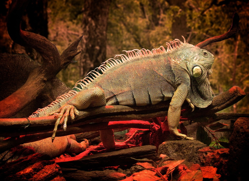 plant, animals In The Wild, large, extinct, day, adult, dinosaur, tropical Climate, dragon, tree, reptile, wildlife, side view, light, lizard, iguana, focus on foreground