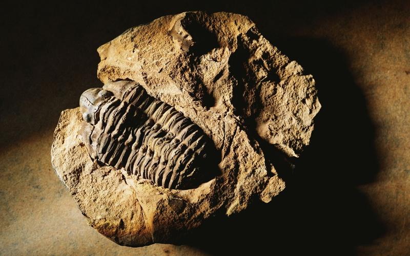 Rough, Metal, geology, paleontology, Surface, black background, extinct, history, Shape, solid, Stone, indoors, nature, fossil, ancient, 1080P, Ribbed