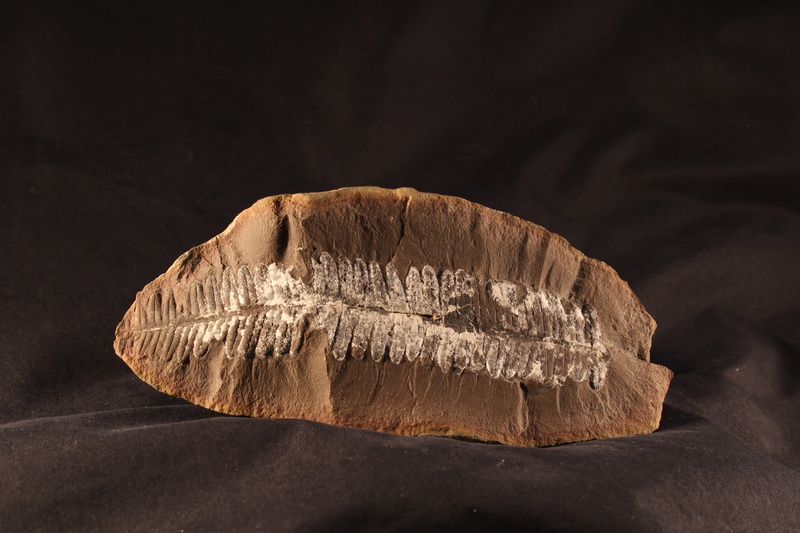Fern, cut out, ancient, 5K, concretion, studio shot, paleo-botany, mazon creek, Stone, Rock, nature, fern, illinois, no people, indoors, rock, leaf, paleoflora