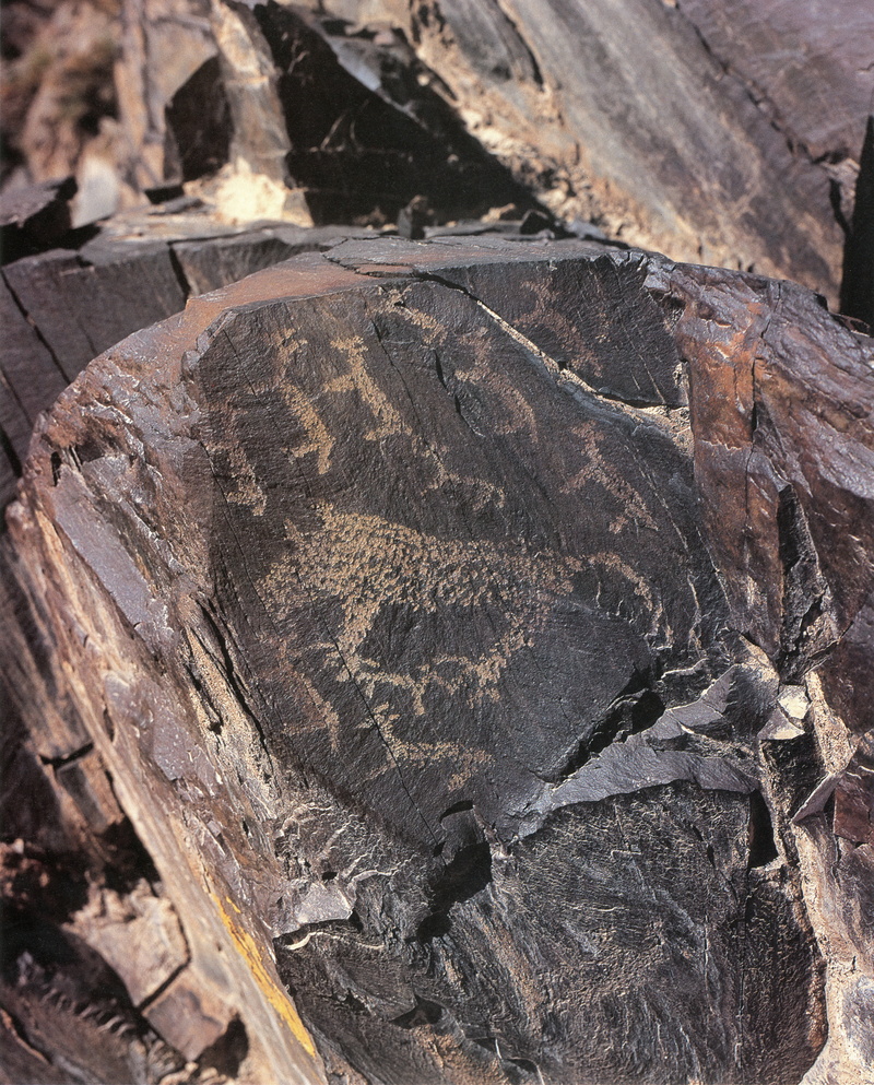 nature, outdoors, history, no people, bark, extinct, rock, china, new timer, fossil, animal, wood - material, day, rock - object, textured, full frame