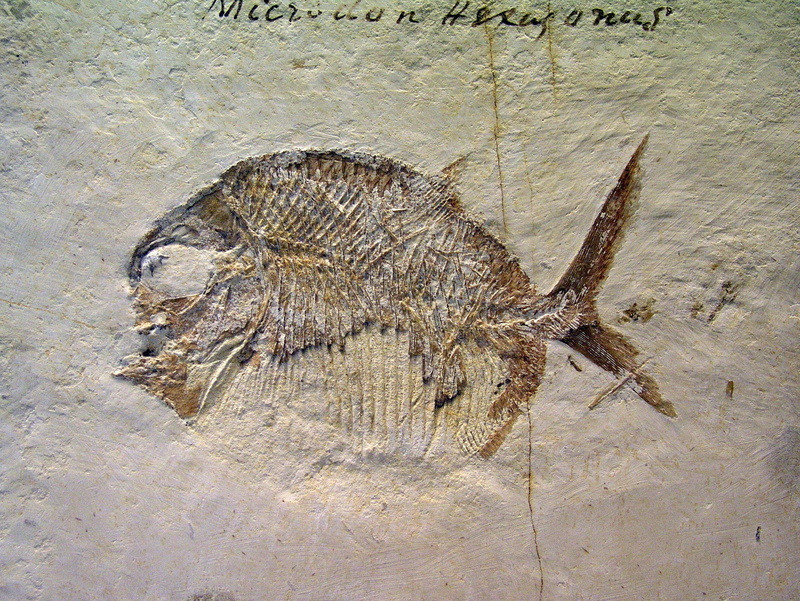 rock - object, animal, fish, vertebrate, animals in the wild, history, extinct, ancient, marine, outdoors, nature, animal wildlife, 1080P, fossil, animal themes