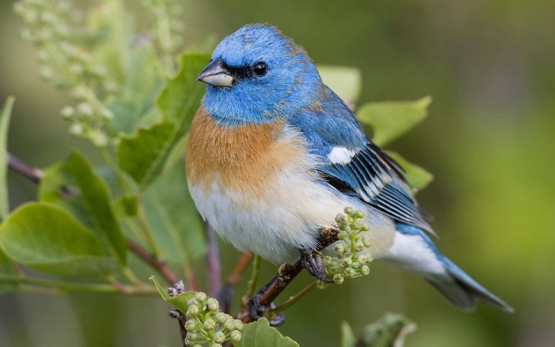 one animal, animal, bird, selective focus, animal wildlife, day, animal themes, branch, outdoors, beauty in nature, animals, vertebrate, perching, animals in the wild