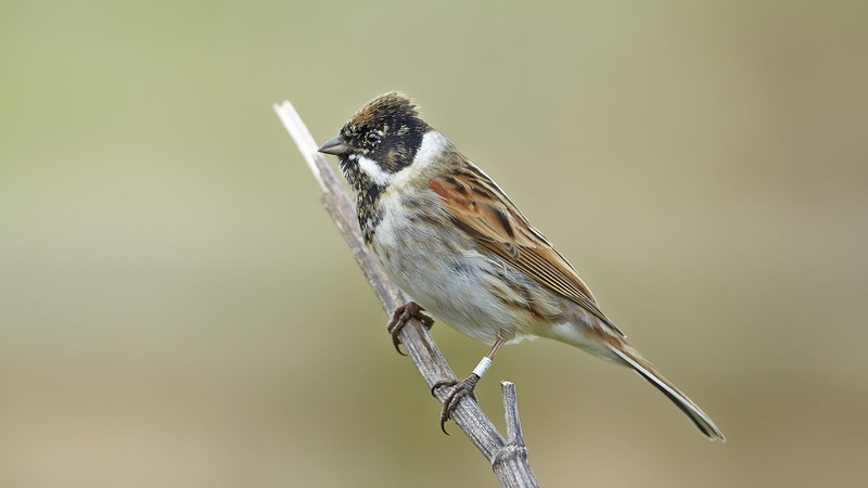 animal, animals, day, branch, focus on foreground, side view, birds, sparrow, no people, perching, close-up, full length, animal themes, songbird, one animal