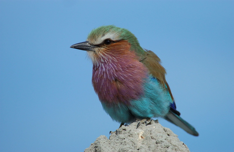 2K, clear sky, animal, no people, looking away, animal themes, bird, animals in the wild, profile view, animals, birds, songbird, animal wildlife, multicolored