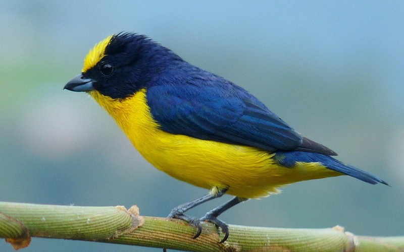 one animal, yellow, blue, nature, animal, perching, animal themes, profile view, close-up, animals in the wild, full length, bird, birds, songbird, day