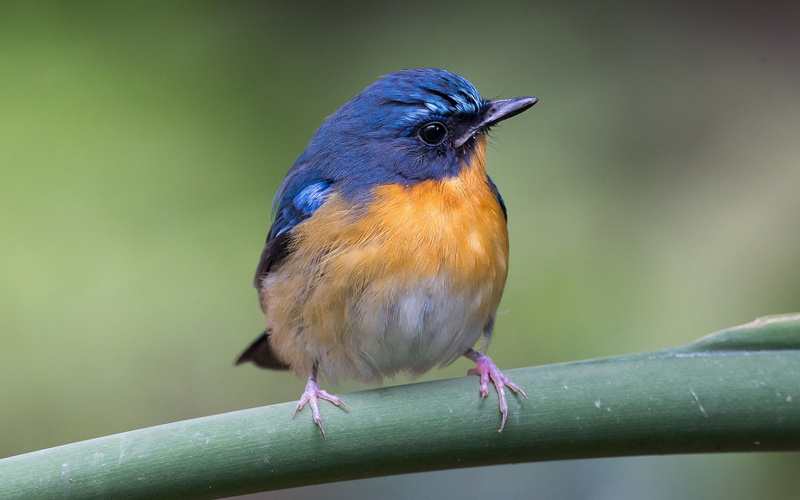 branch, beauty in nature, focus on foreground, close-up, perching, vertebrate, nature, one animal, robins, full length, animals in the wild, animal wildlife