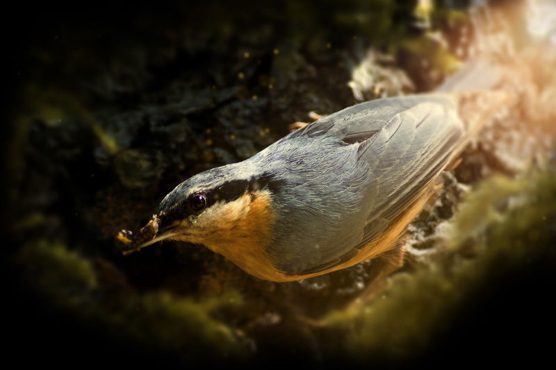 5K, Songbirds, Macro, Nest, 5K