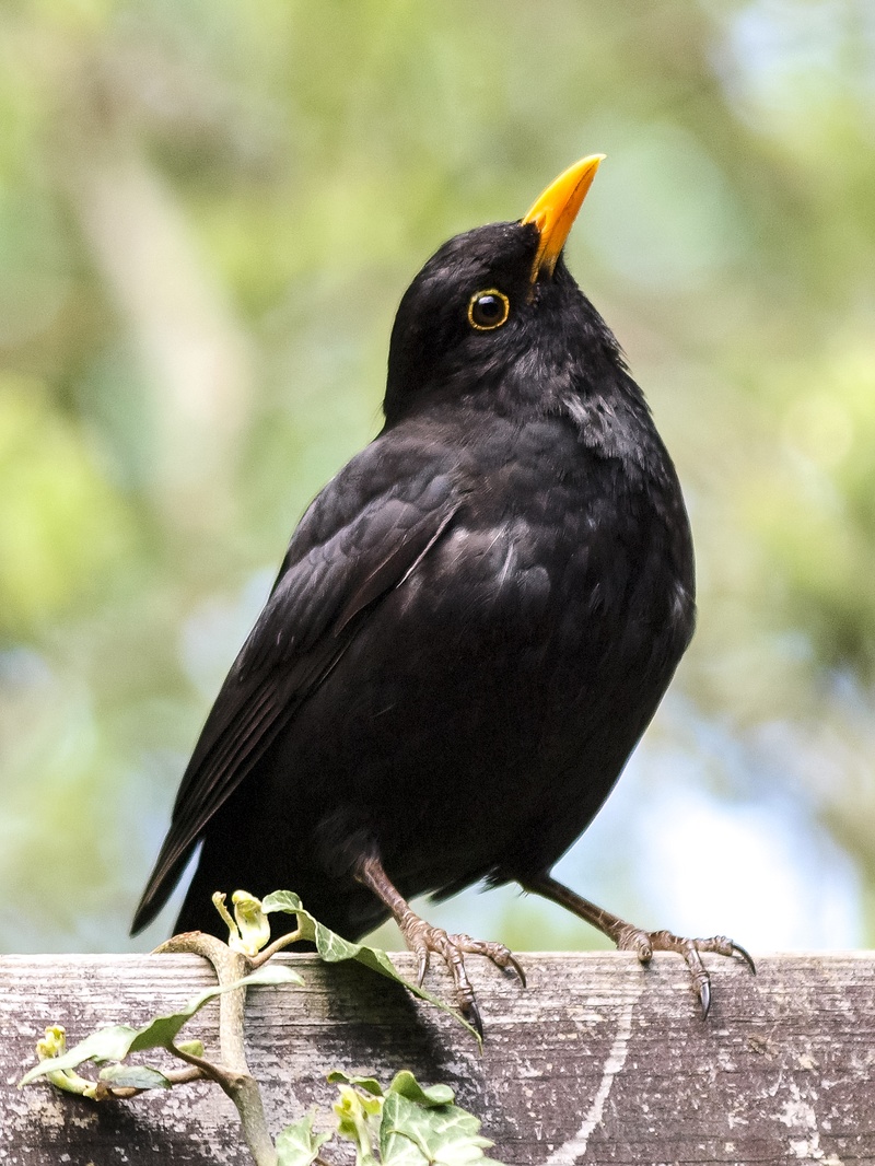 surface, outdoors, wildlife, animal eye, no people, garden bird, close-up, black, looking, blackbird, animal themes, day, bird, beak, animals in the wild