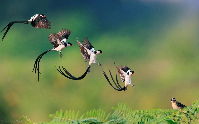 songbird, tailed, pin, 720P, whydah, pin-tailed