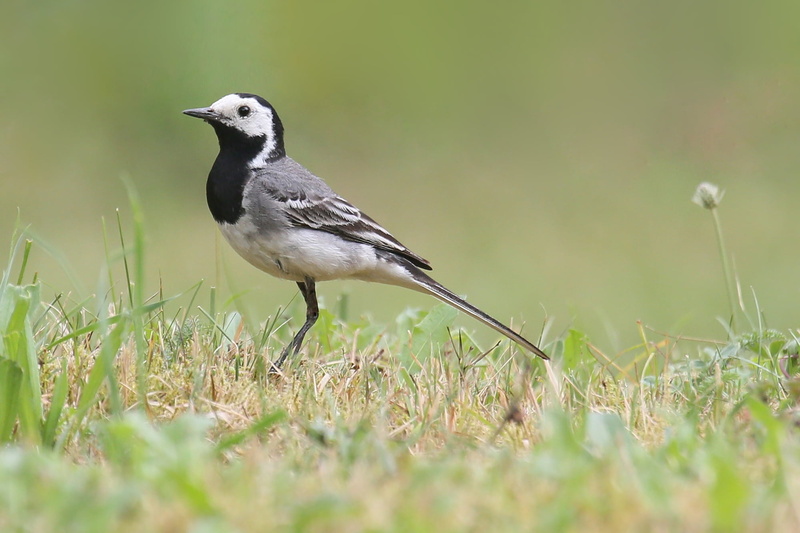 no people, perching, wildlife, grass, one animal, songbird, animal wildlife, plant, field, mouth open, feather, outdoors, day, white, photo, animal themes
