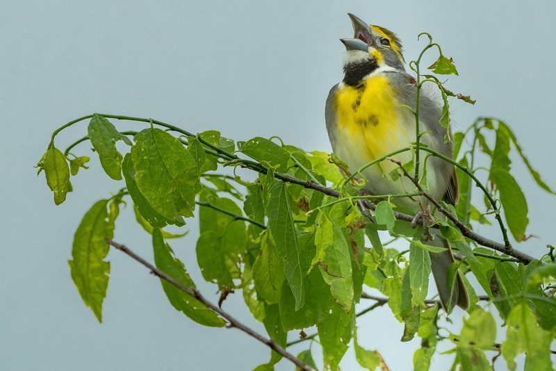 bread, sunlight, plant part, robin, yellow, no people, jay, blue jay, cardinal, animals in the wild, canary, vertebrate, bun, wren, perching, nature, animal themes