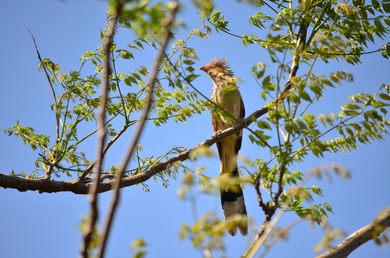 clothing, 4K, anthus, one animal, robin, animal, sunlight, branch, blue, crow, bird, shorts, sunny, low angle view, finch, bee eater, buzzard, green color