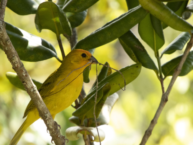 5K, bush, tree, robin, one animal, plant part, day, minas gerais, focus on foreground, carmo do rio claro, outdoors, wren, leaf, animals in the wild, perching