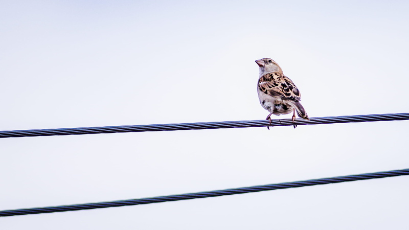 bird, outdoors, day, nature, dove, anthus, rare, indian, no people, cable, perch, pigeon, songbird, animals in the wild, steel, sky, animal, blue, vertebrate
