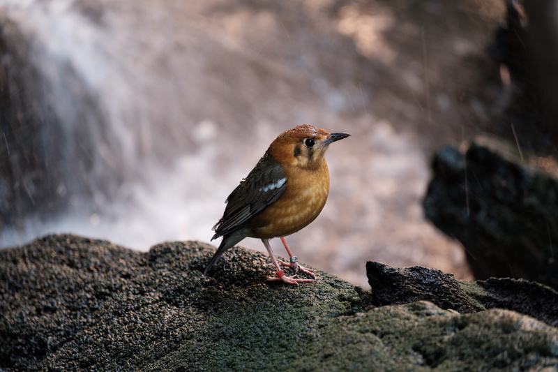 bee eater, focus on foreground, one animal, ground, birds, birdwatching, close-up, jay, rock - object, moss, vertebrate, animals in the wild, finch, rocks