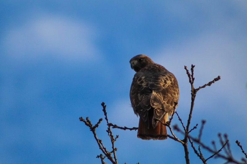 outdoors, kite bird, zoology, wren, barbed wire, buzzard, conifer, animal themes, nature, vulture, plant, falcon - bird, bird of prey, hawk, animal, no people