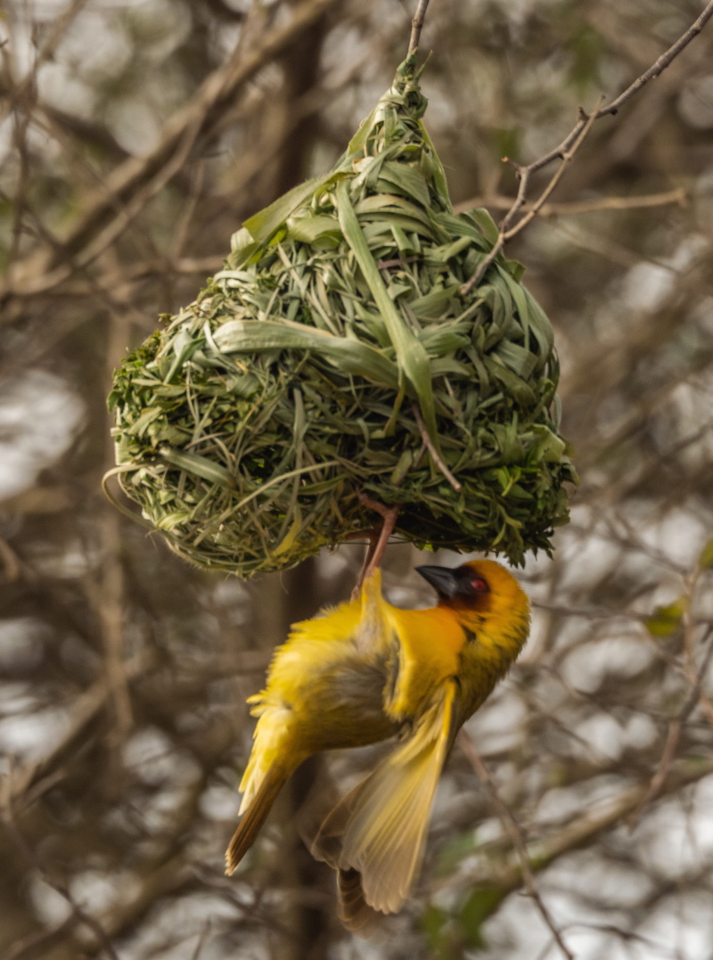vertebrate, goda mountains, branch, animal wildlife, close-up, grain, yellow, animal, finch, tree, animals in the wild, seed, djibouti, wren, bird, 2K