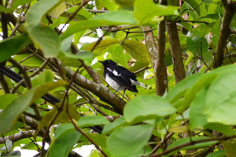 branch, growth, mawanella, animal wildlife, plant part, 1080P, plant, vertebrate, magpie robin, outdoors, nature, animals in the wild, ceylon, low angle view