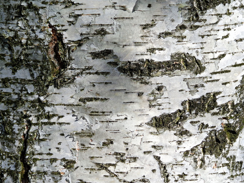 green, plant, plants, old, the bark, 4K, backgrounds, outdoors, Tree, close-up, bark, the background, closeup, textured, Beauty, reflection, the bark of the tree