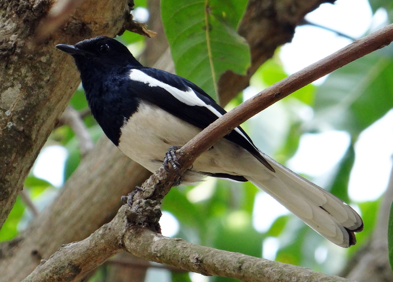 vertebrate, 2K, focus on foreground, bird, perching, black, day, dharwad, copsychus saularis, white, outdoors, close-up, passerine, india, animals in the wild