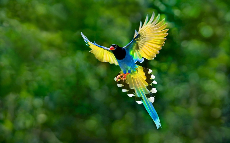 macaw, colors, nature, color Image, motion, blue, mid-air, beauty In Nature, wildlife, yellow, animals In The Wild, backgrounds, Animal, one Animal, outdoors