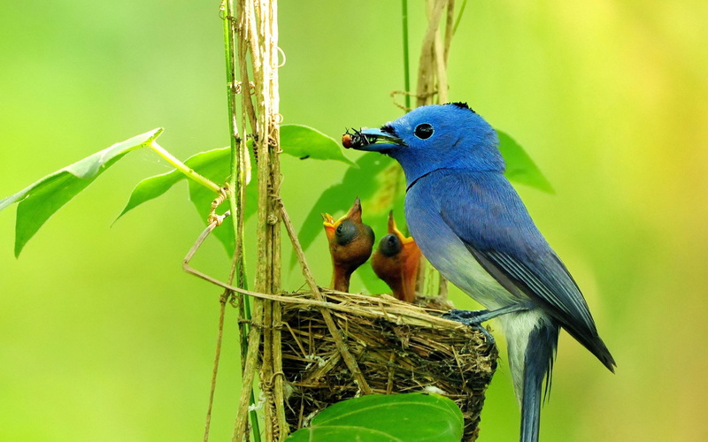 Pajaro, Azul, Animales, Crias, 1080P, Ave