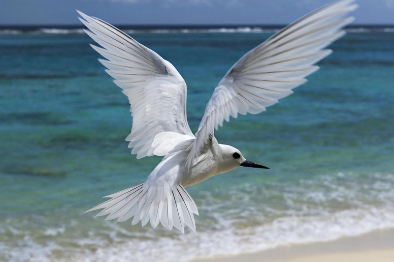 blanco, pajaro, vuelo, 1080P, animals, bird