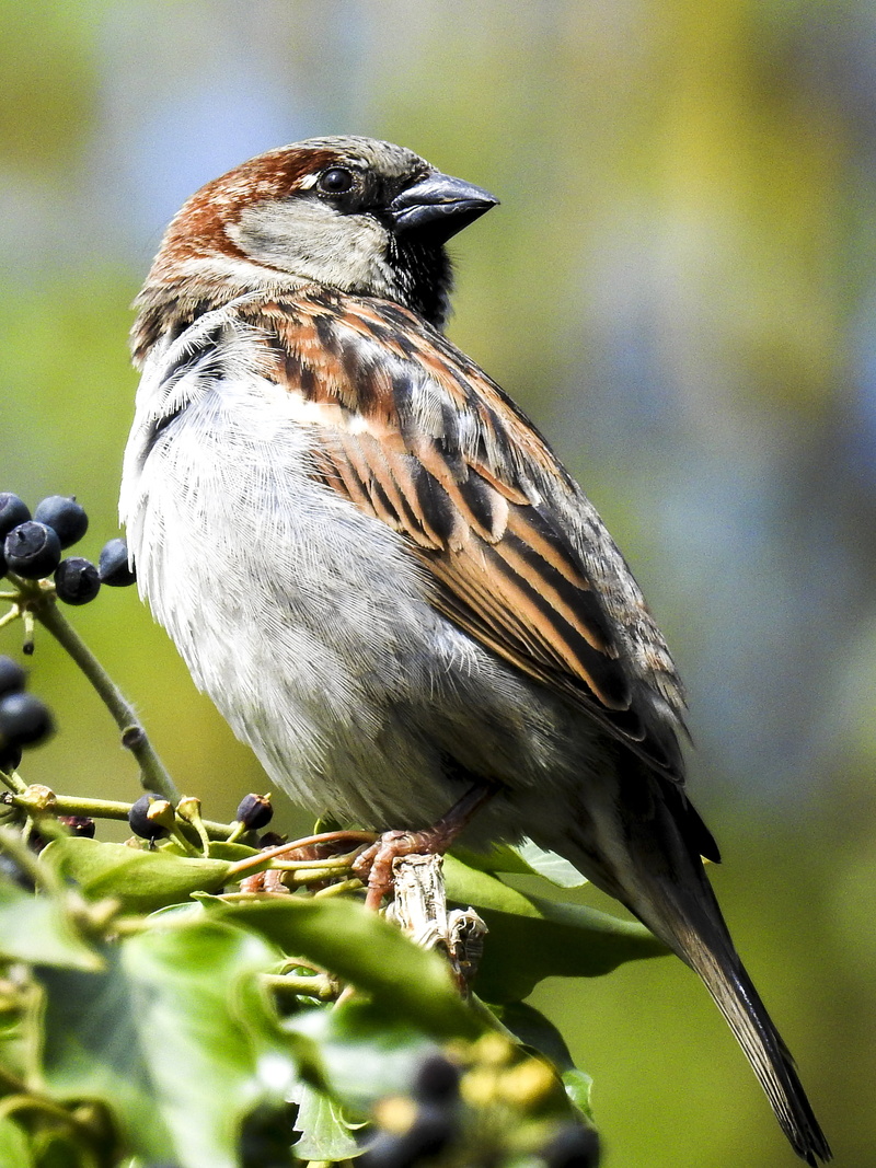 animal themes, sparrow, animal wildlife, branch, no people, beauty in nature, selective focus, songbird, nature, sperling, close-up, one animal, day, perching
