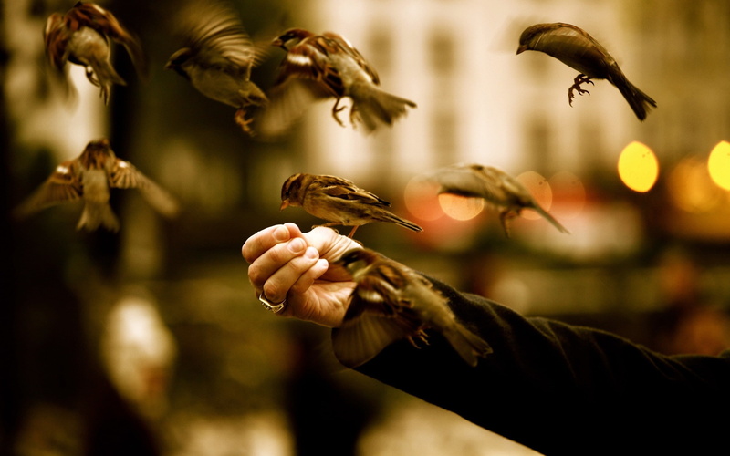 2K, winter, food, birds, depth of field, sparrow