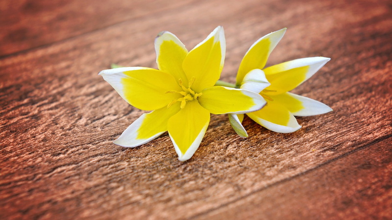 1080P, yellow flowers, wood