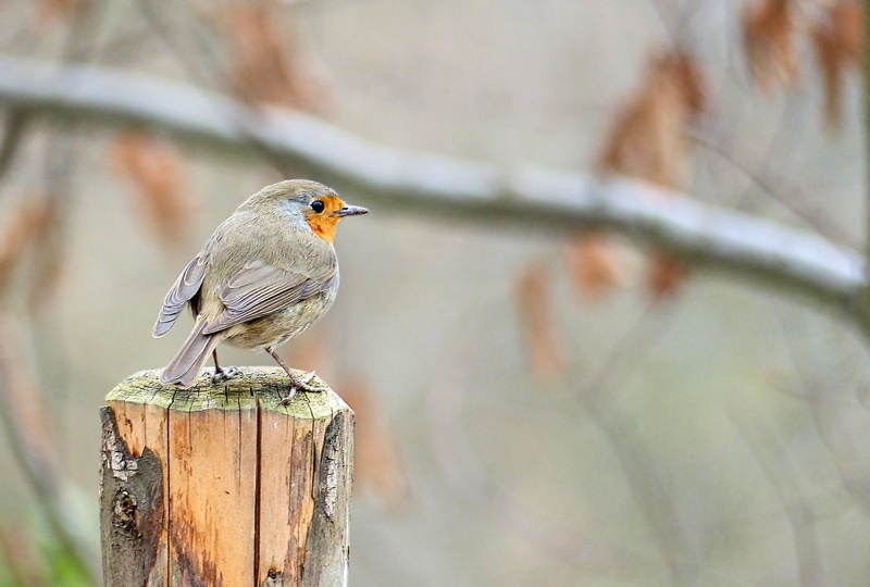 focus on foreground, tree, wood - material, bird, fence, nature, species, animals in the wild, garden, wooden base, perching, animal themes, robin, vertebrate