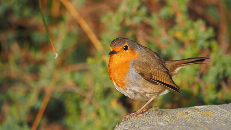 one animal, focus on foreground, looking, orange color, animal, bird, fauna, robin, animals in the wild, worm, outdoors, wood - material, close-up, day