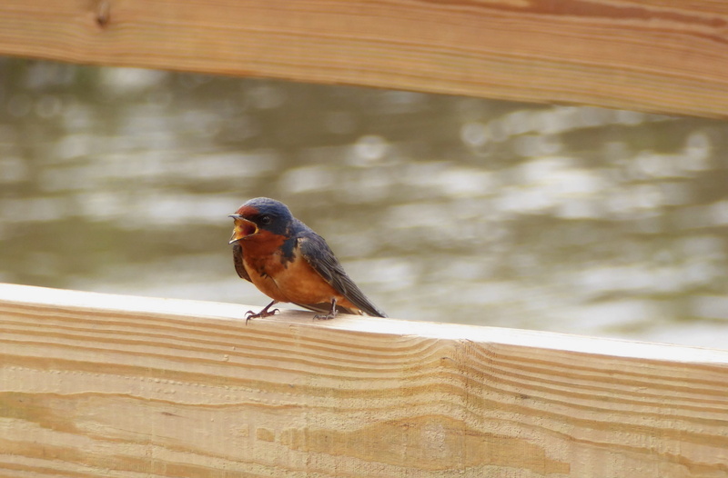 wood - material, animal themes, pier, close-up, full length, robin, small, water, bay, 2K, bird, animal, nature, focus on foreground, summer, beauty in nature