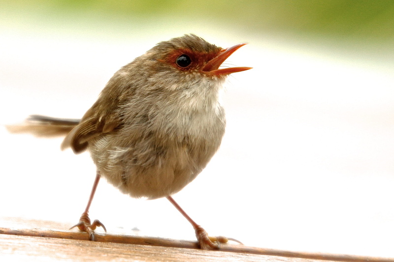close-up, day, perching, animals in the wild, bird, 2K, focus on foreground, vertebrate, nature, australia, animal, robin, full length, sydney, animal wildlife