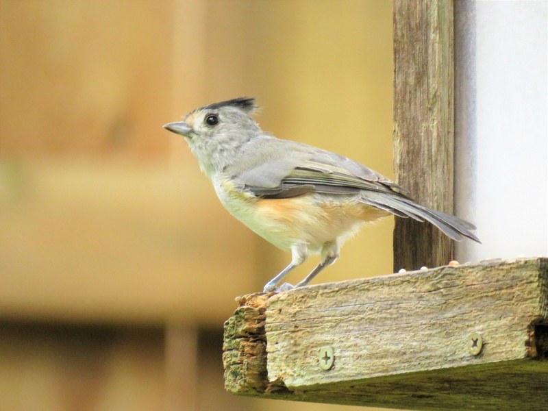 profile view, animal, wildlife, day, 4K, nature, side view, wooden post, animal wildlife, outdoors, full length, no people, gray, sparrow, robin, close-up