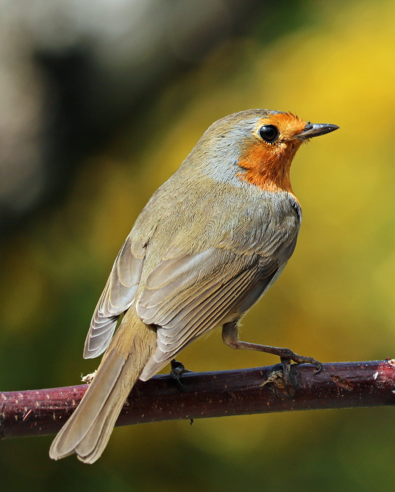 garden bird, song bird, perching, robin, 2K, animal, nature, beauty in nature, full length, animal wildlife, red, vertebrate, wood - material, looking away