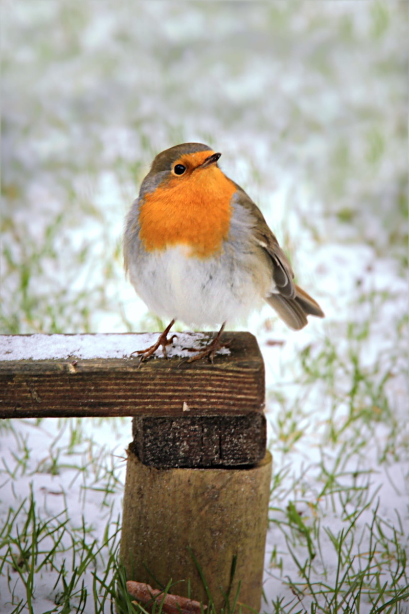 vertebrate, animal themes, beauty in nature, 1080P, day, garden, wood - material, nature, plant, foraging, perched, winter, animals in the wild, perching