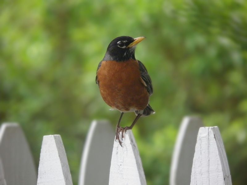 animal, outdoors, no people, perched, robin, feather, bird, wood - material, day, nature, animals in the wild, one animal, animal wildlife, perching, looking