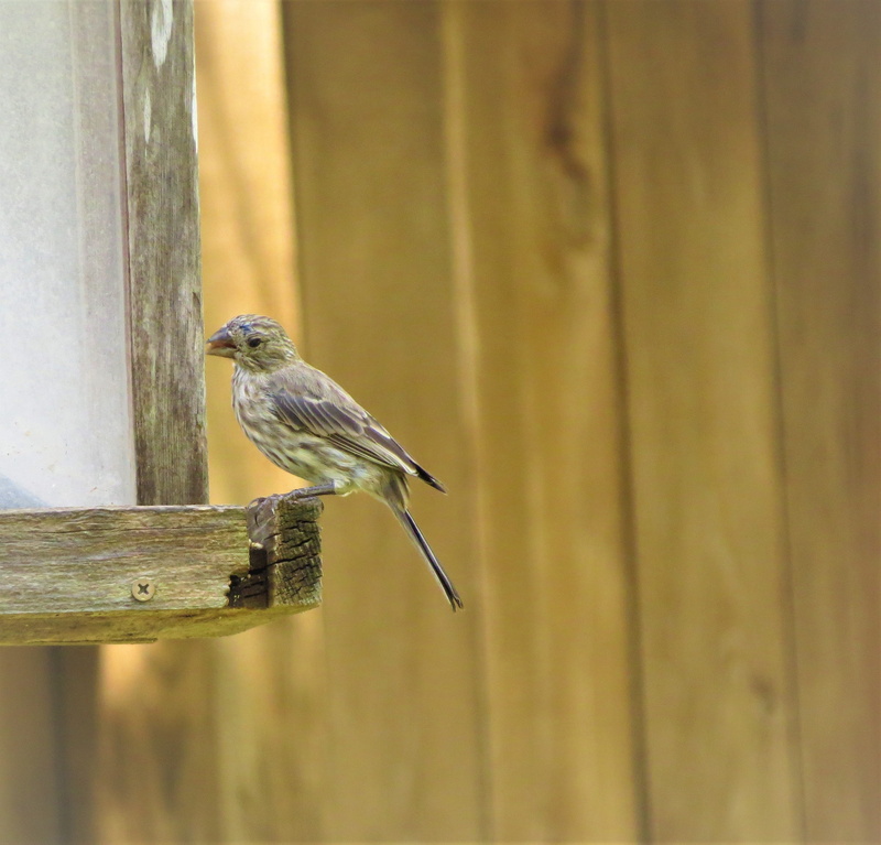 focus on foreground, one animal, side view, copy space, vertebrate, close-up, robin, 2K, day, barrier, no people, yellow, animal wildlife, animals in the wild