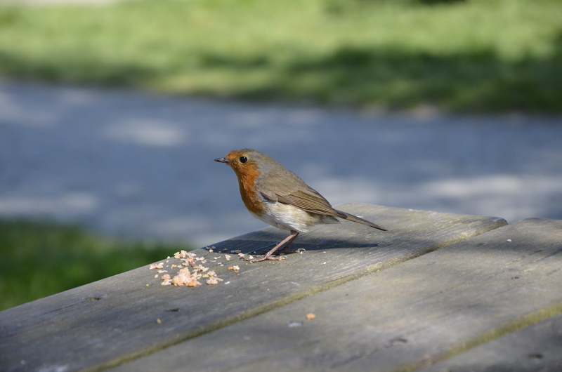 sunlight, one animal, 4K, animal, perching, sparrow, outdoors, animals in the wild, animal wildlife, full length, wood - material, focus on foreground