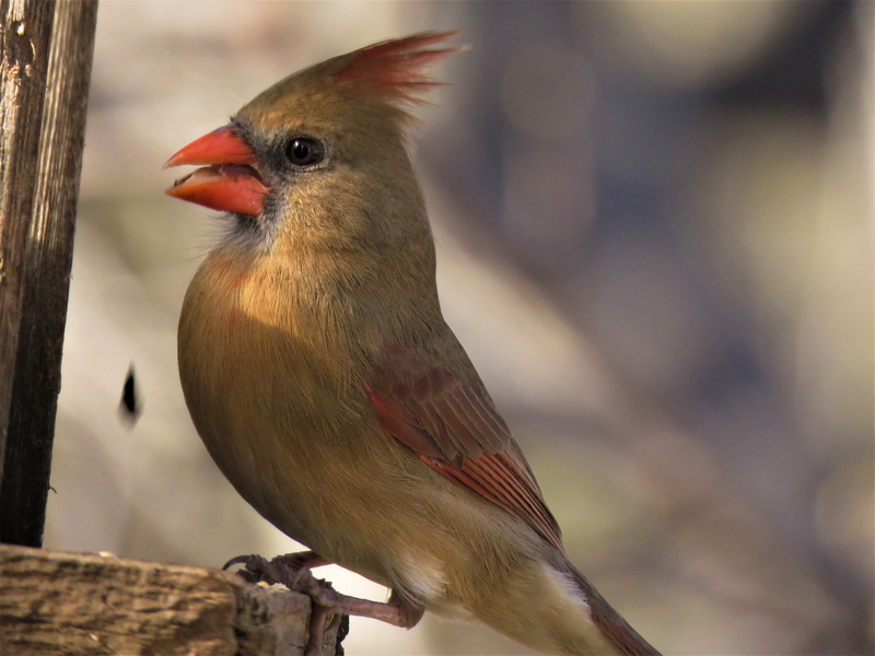 looking, robin, bar, day, wildlife, green, looking away, cardinal - bird, vertebrate, bird, no people, nature, animal wildlife, outdoors, wooden, perching
