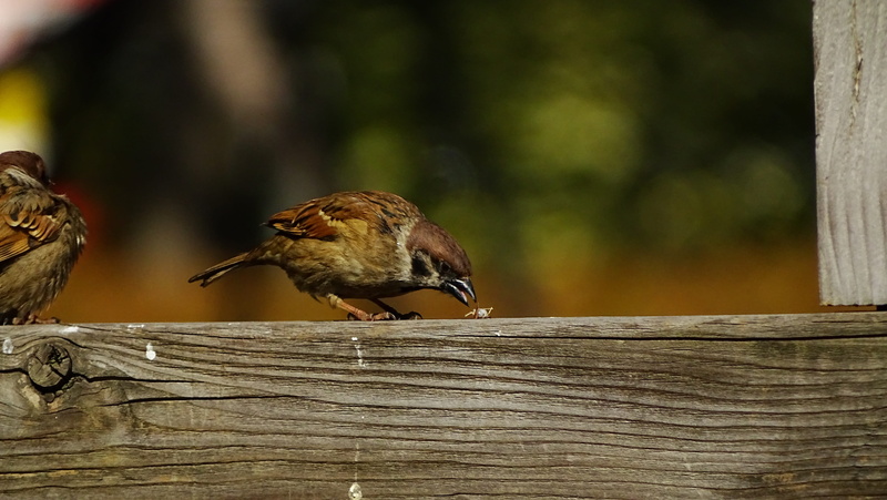one animal, wood, bird, perching, animal, vertebrate, tree, fence, animal wildlife, nature, focus on foreground, robin, animals in the wild, sparrow, animal themes