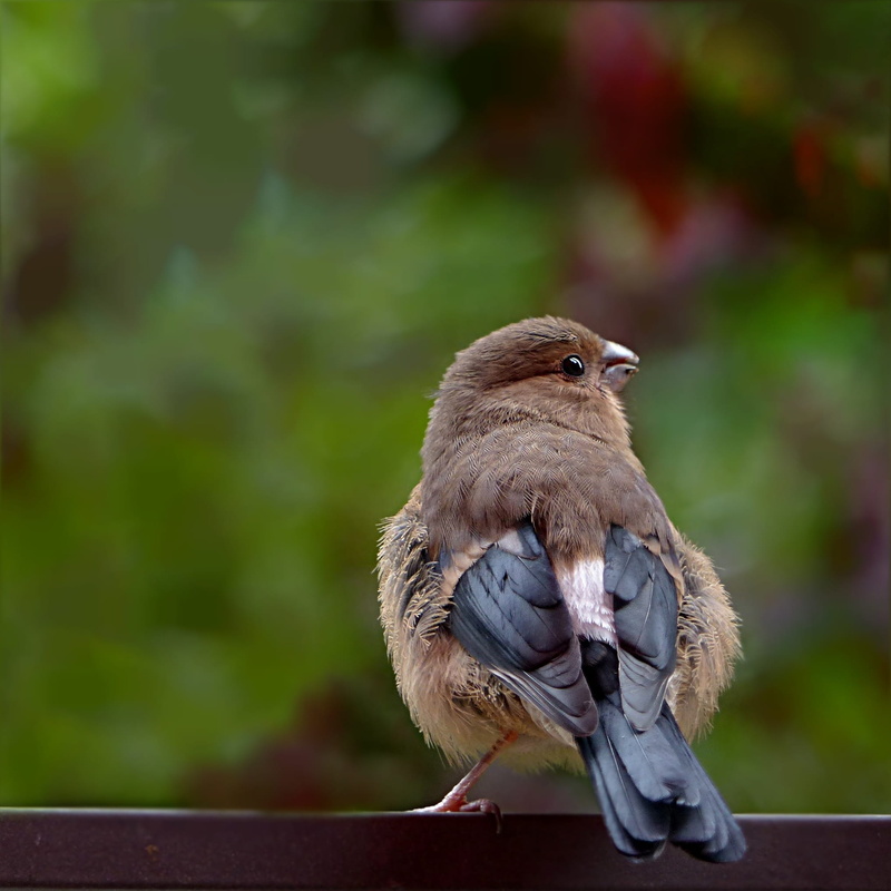 Bird, wood - material, focus on foreground, nature, animals in the wild, animal themes, animal, perching, vertebrate, 1080P, garden, Pyrrhula, full length