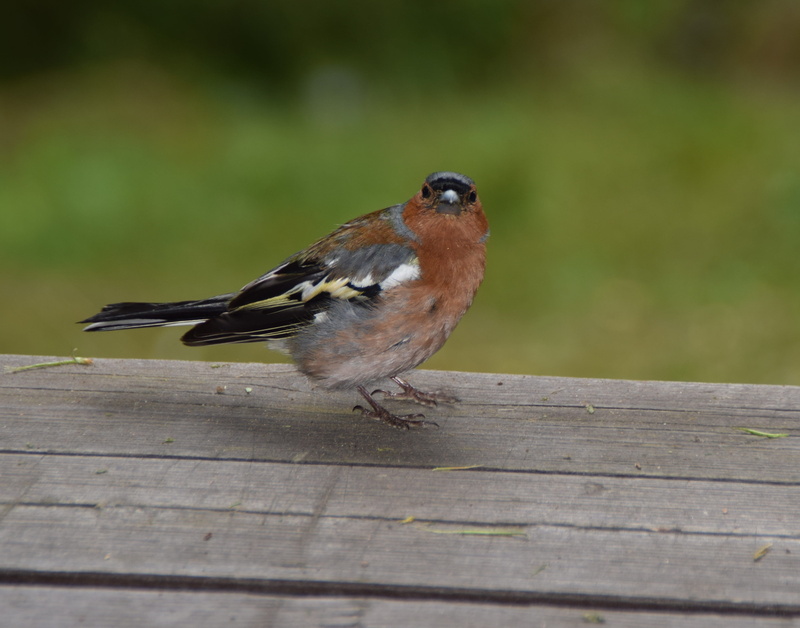 fink, nature, 2K, outdoors, one animal, forest, no people, animals in the wild, close-up, chaffinch, garden bird, railing, sparrow, day, selective focus