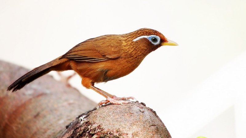 day, photo, branch, cute, vertebrate, robin, animal wildlife, close-up, outdoors, animal, 1080P, animal themes, no people, beak, animals in the wild, full length