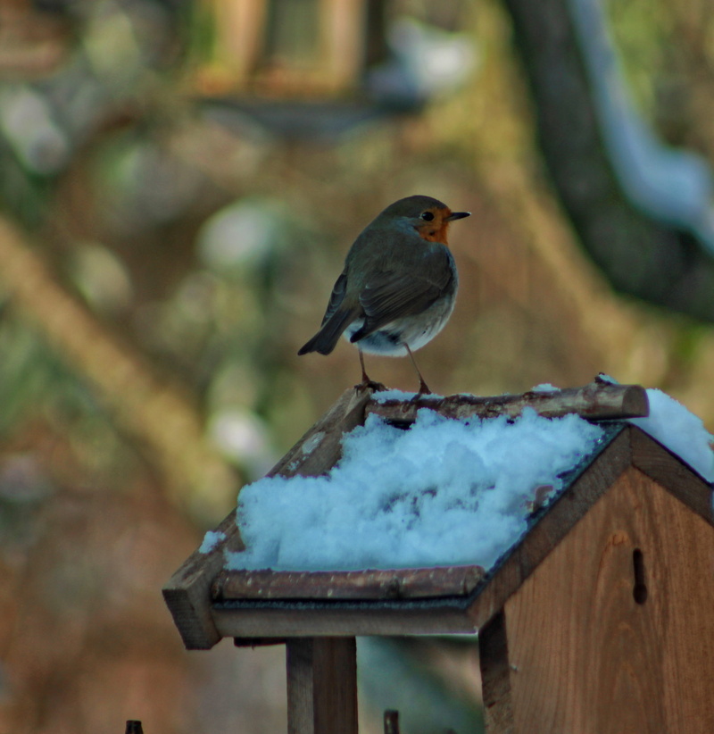 blackbird, animal, outdoors, vertebrate, winter, tree, animal wildlife, 2K, animal themes, animals in the wild, focus on foreground, cold temperature