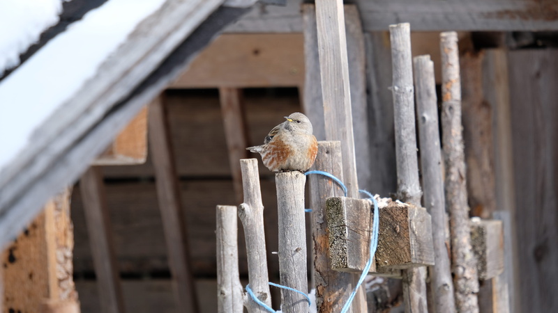 wood - material, fiss, no people, vertebrate, perching, austria, focus on foreground, fence, sparrow, animals in the wild, one animal, animal themes, day