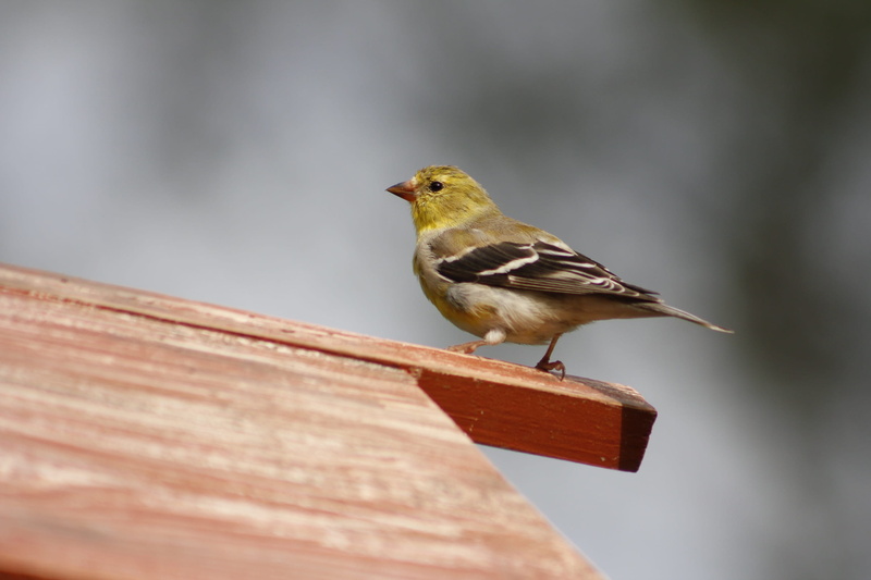 songbird, wood - material, animal wildlife, robin, outdoors, no people, female gold finch, full length, selective focus, animal themes, 2K, perching, animals in the wild
