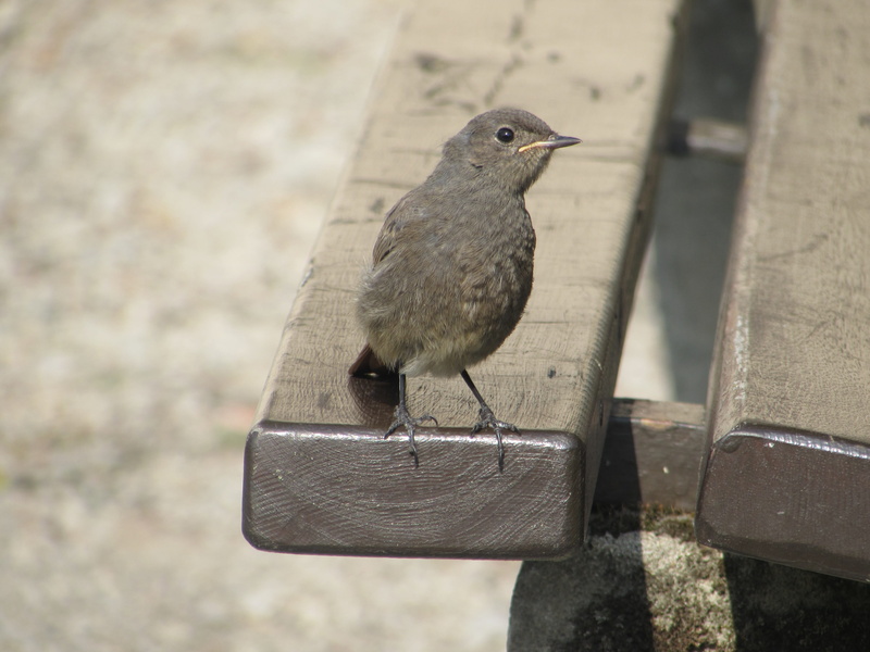 summer, no people, bird, outdoors, day, vertebrate, looking away, looking, full length, animals in the wild, animal, focus on foreground, nature, bench