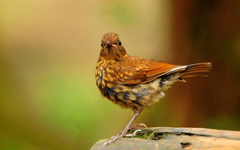 close-up, wood - material, animal wildlife, one animal, day, full length, outdoors, bird, robin, focus on foreground, invertebrate, animals in the wild